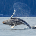 Japan wants to kill more whales!