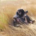 Au Centre de Conservation pour Chimpanzés de Guinée, nos plus proches cousins reprennent vie