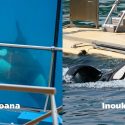 One Voice is bringing Marineland in Antibes to justice for Moana and Inouk. The hearing is on 25 May in Grasse