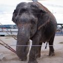 Lechmee is retired with another elephant!