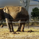 A hopeful decision for Maya the female elephant!
