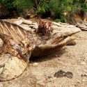 Deux tueurs sanguinaires de tortues marines interceptés à Mayotte!