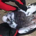 Fear in the city of Chateauneuf-de-Gadagne: Cats and pigeons shot!