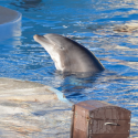 Open a dolphinarium: the strange idea of Beauval Zoo