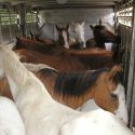 Horse transportation: the end of the road