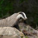 Allier, Puy-de-Dôme, Vienne… Badgers spared by the courts