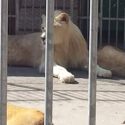 One Voice requests the urgent confiscation of 4 lionesses and a lion!