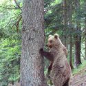 Et de 9 ! Pour les ours dans les Pyrénées, le tribunal administratif donne raison à One Voice une fois de plus