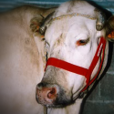 Jo and Liberty: two cows, two destinies