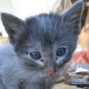 Crime in the Réunion: Cat hunting is in open season