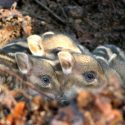 Alerte sur les destructions de la faune en période de confinement – Lettre ouverte à Emmanuel Macron #LaChasseUnProblèmeMortel