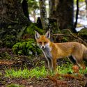 Justice has been made for foxes, a landmark decision
