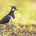 Traditional hunting: the ministerial decrees by the Ministry of the Ecological Transition annulled by the State Council for the fourth consecutive year.