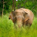 Circuses flout the intelligence and sensitivity of elephants