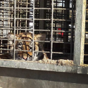 Outrageous: a circus exhibits a baby tiger at the end of the school day