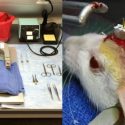 One Voice is requesting a ban on a very painful experiment on more than 27,000 animals