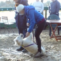 Clubs canins en perdition