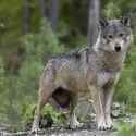 The Wolf Plan: a planned failure