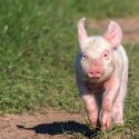 Veterinarian surgical training on live pigs, One Voice says no !