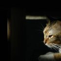 The cat as a watchdog for the human populations
