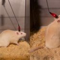 Cruel tests on 27,000 rodents will not be banned… for now