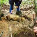 Badger hunting: hell underground