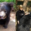 A rare sloth bear receives global support: Wildlife SOS and the IUCN propose a World Day for Sloth Bears on 12 October