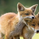 Arguments pour les consultations publiques sur la chasse aux renards
