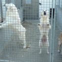 The Mézilles’ dog breeding centre wants to silence us.