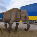 The distress of Maya the elephant or the impotence of the law
