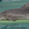 A unique opportunity for the closure of dolphinariums!