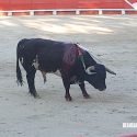 Six taureaux torturés jusqu’à la mort: la corrida reprend