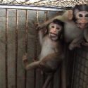 Expériences sur les primates : une parenté dangereuse pour l’homme