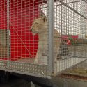 At the circus Lydia Zavatta, one even “trains” humans