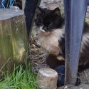 Stray cats are a tragedy not inevitability
