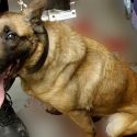 Garbo, chien «de sécurité» en danger!