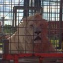 À vie dans une cage de cirque rouge sang : Eliott, le lion blanc mutilé