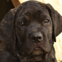 Three abandoned dogs on a balcony finish by devouring each other, we press charges