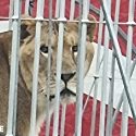 Le combat pour les lions du Nouveau Cirque Triomphe continue à Grenoble