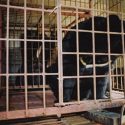 Informer, éduquer et préserver les ours en voie de disparition au Vietnam