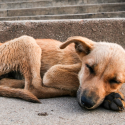 Stray dogs from Sochi: killed with the agreement of the town hall
