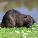 A so-called passive hunt: Traps that kill, responsible for animal suffering and death without distinction between species