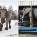 Betty et Mambo, deux éléphants asphyxiés dans le camion de cirque des Casselly