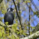 Four emergency interim proceedings in Bretagne and Pays de la Loire to save western jackdaws