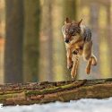 Mobilisons-nous pour les loups : participons en nombre aux consultations publiques du ministère !