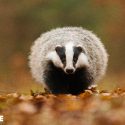 Underground hunting with hounds: are we moving towards a cancellation in Manche and Orne following the suspension? New hearings for badgers