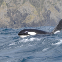 PCBs threatens extinction of killer whales in Europe
