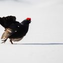 One Voice will defend black grouse at the Marseille Administrative Tribunal on Monday 24 October 2022