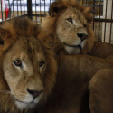 A Tilikum amongst the lions