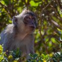 Tuberculosis epidemic among monkeys in Mauritius: One Voice and its partners are calling for a ban on this international trade!